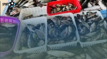 أسعار كيلو البلطي والأسماك في كفر الشيخ الأربعاء 5 نوفمبر 2025